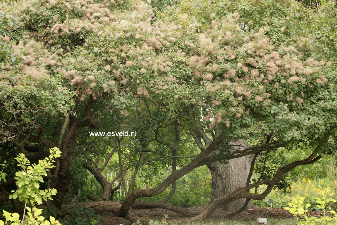 Cotinus coggygria