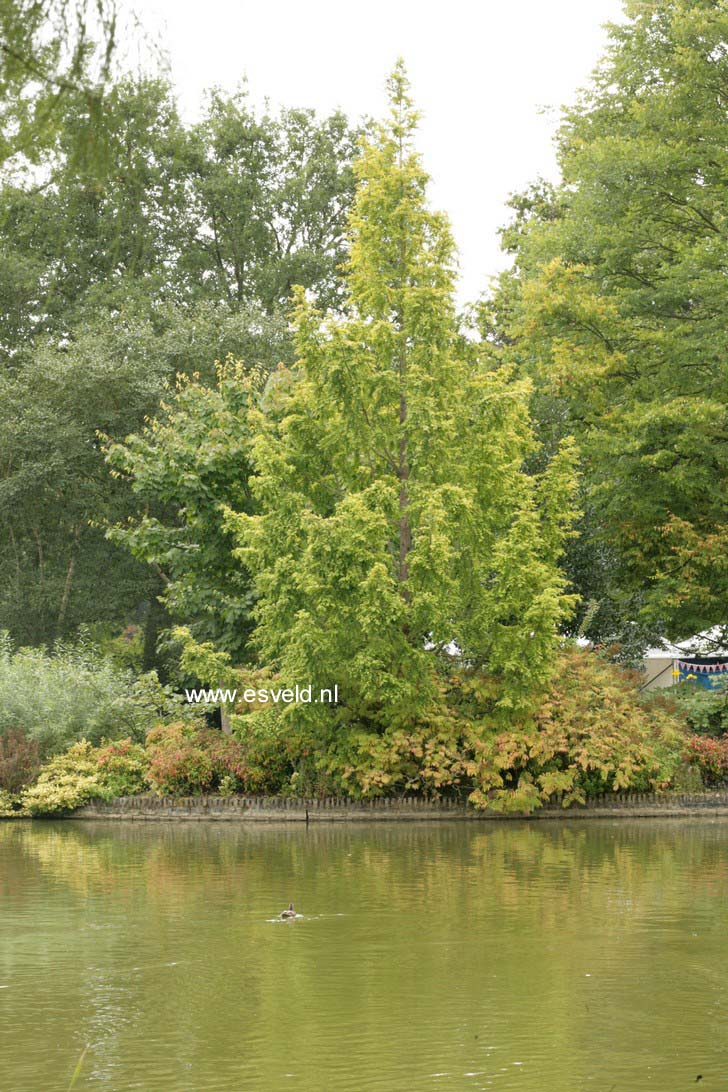 Metasequoia glyptostroboides 'Ogon' (GOLDRUSH)