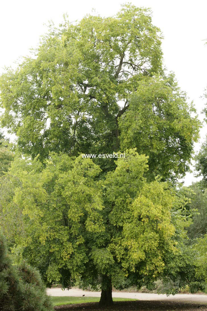 Celtis occidentalis