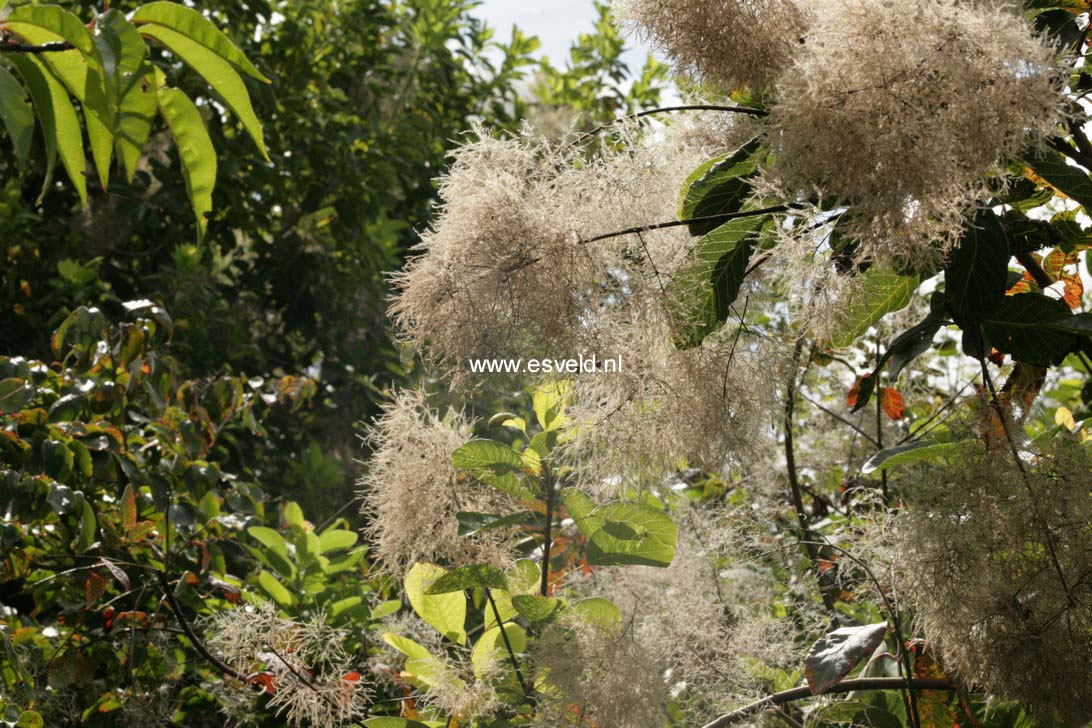 Cotinus coggygria