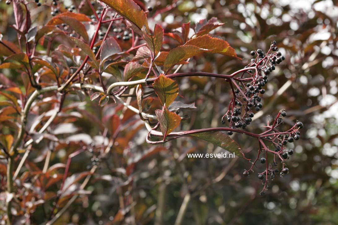 Sambucus nigra 'Gerda' (BLACK BEAUTY)