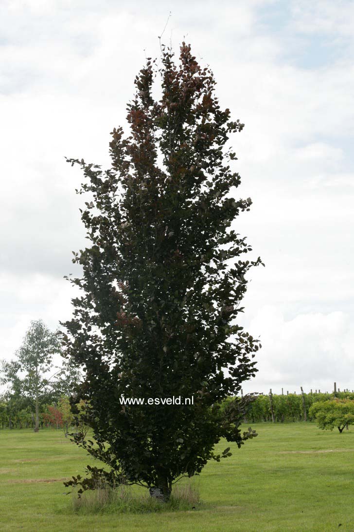 Fagus sylvatica 'Dawyck Purple'