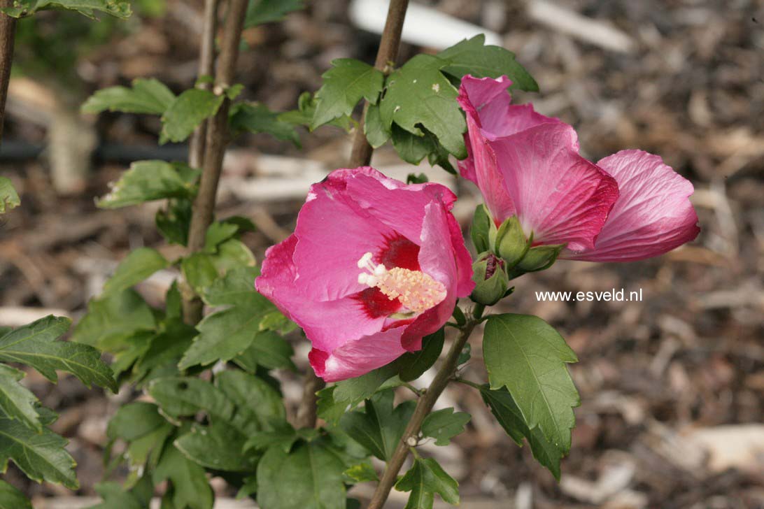 Hibiscus syriacus 'Flogi' (PINK GIANT)