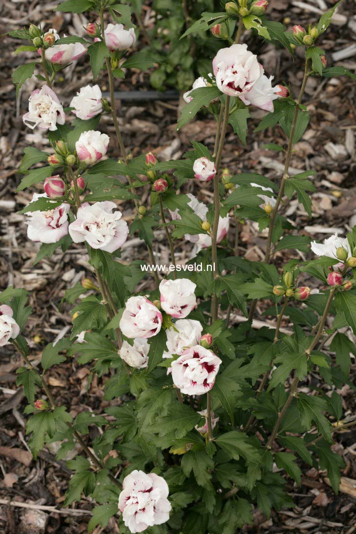 Hibiscus syriacus 'Speciosus'