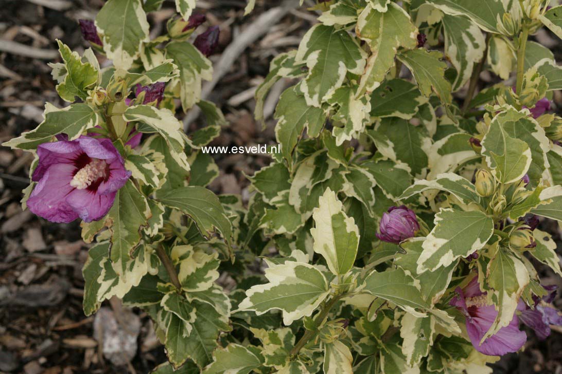 Hibiscus syriacus 'Meehanii'