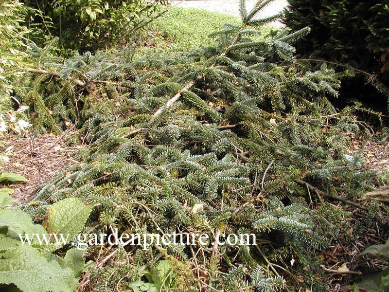 Abies nordmanniana 'Pendula'