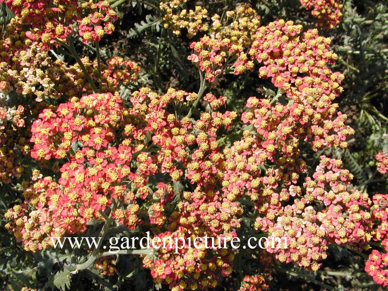 Achillea 'Walther Funcke'