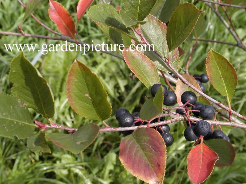 Aronia prunifolia 'Nero'