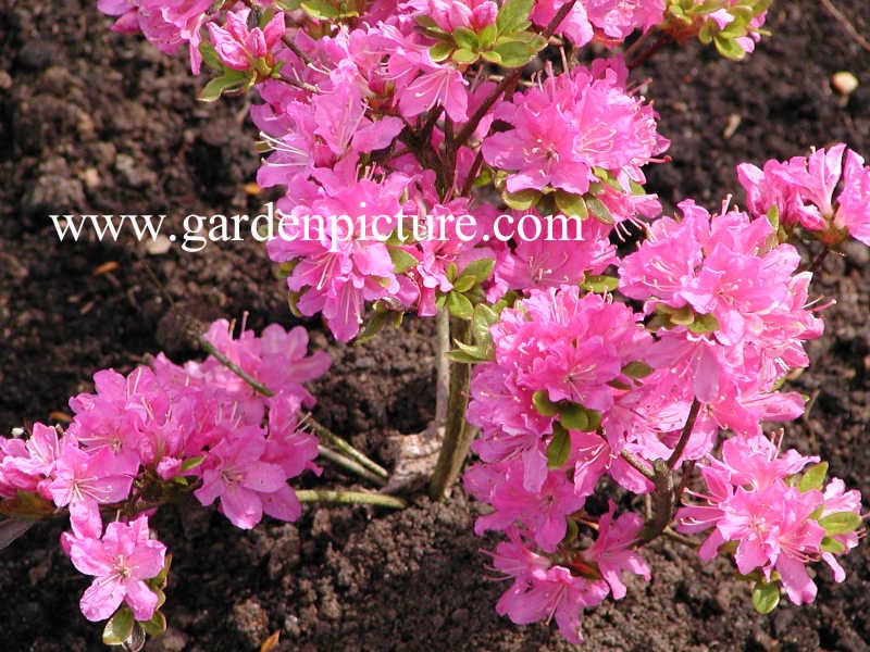 Azalea 'Lilac Diamond'