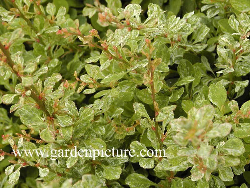 Berberis thunbergii 'Powwow'