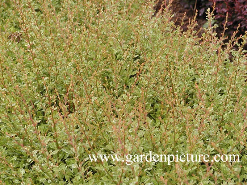 Berberis thunbergii 'Powwow'