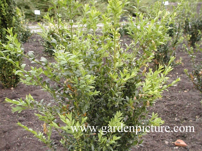 Buxus sempervirens 'Raket'