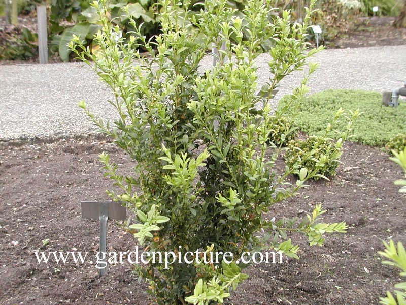 Buxus sempervirens 'Raket'