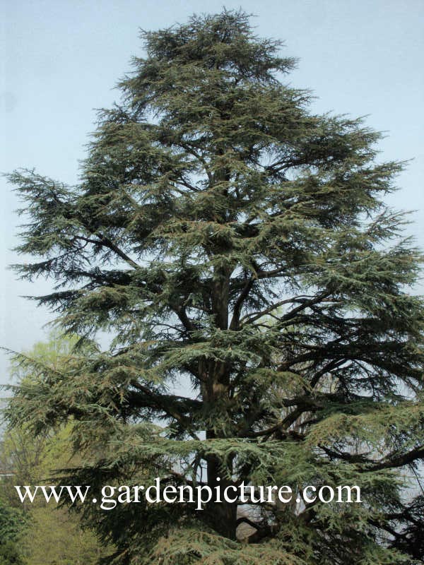 Cedrus libani