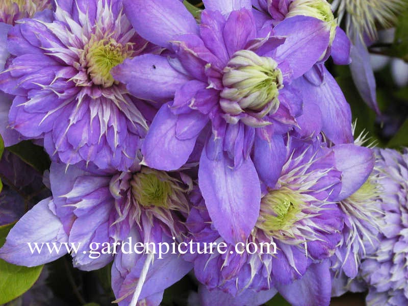 Clematis 'Blue Light'