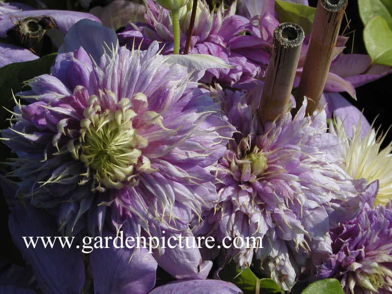 Clematis 'Blue Light'