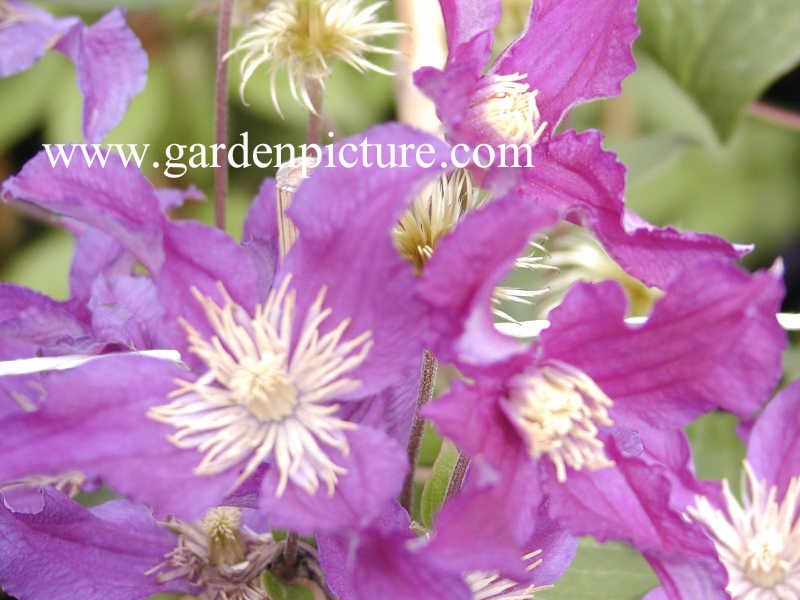 Clematis 'Zobluepi' (BLUE PIROUETTE)