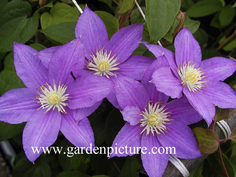 Clematis 'Duchess of Sutherland'