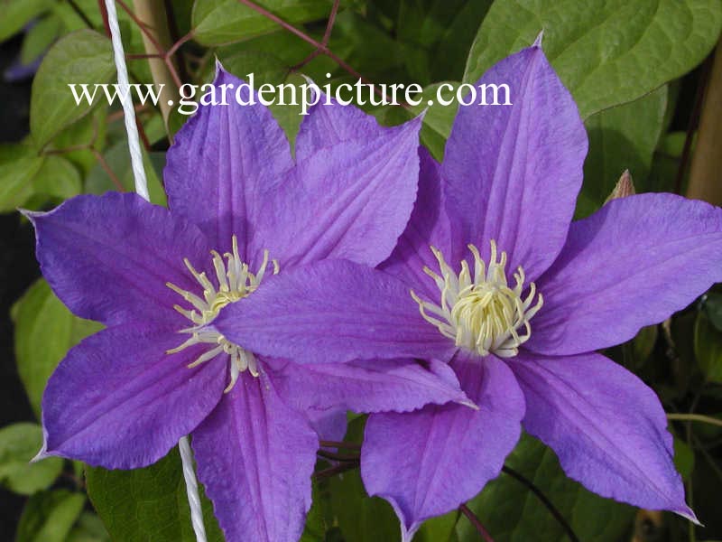 Clematis 'Duchess of Sutherland'