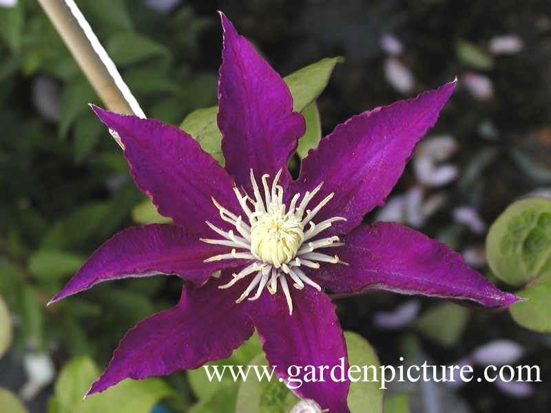 Clematis 'Haku ookan'