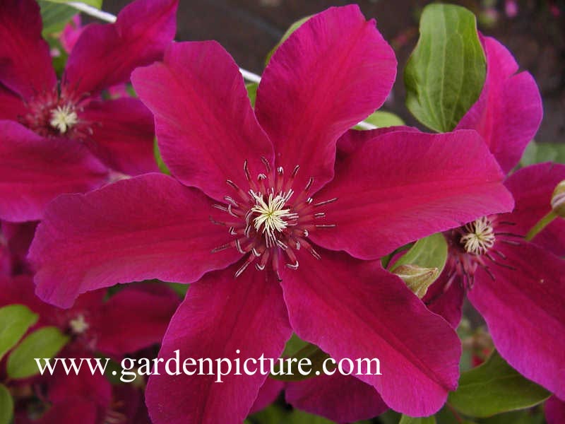 Clematis 'Huvi'