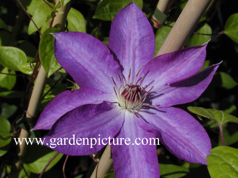 Clematis 'Lilactime'