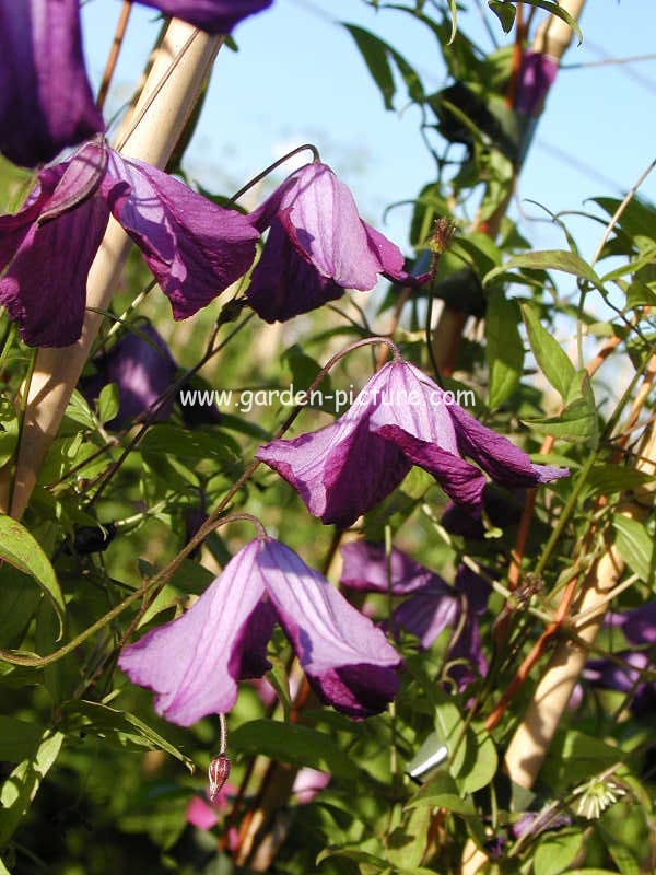 Clematis 'Little Butterfly'