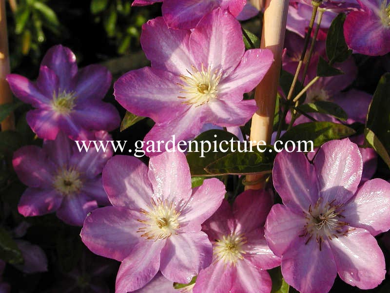 Clematis 'Miniseelik' (65117)