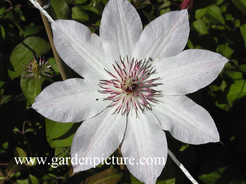 Clematis 'Otto Froebel'