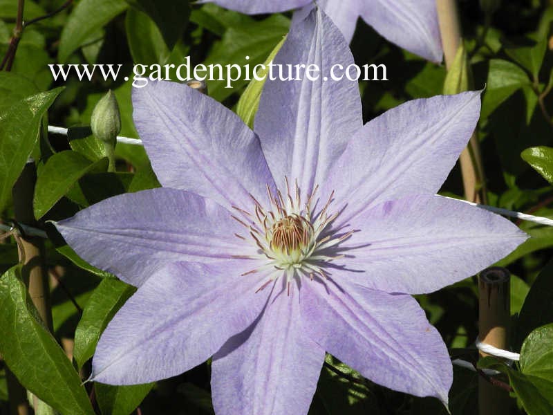 Clematis 'Peverill's Pearl'