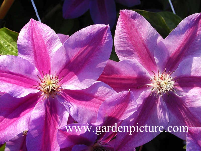 Clematis 'Pohjanael'