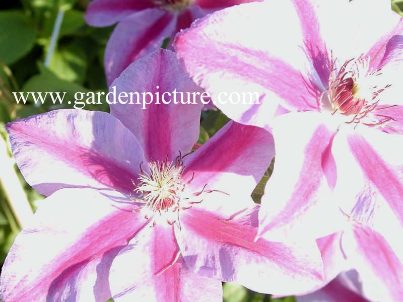 Clematis 'Pohjanael'