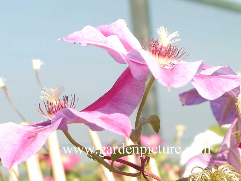 Clematis 'Pohjanael'