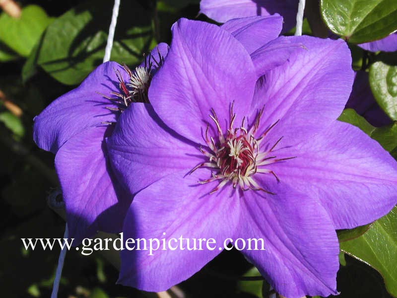 Clematis 'Princess of Wales'