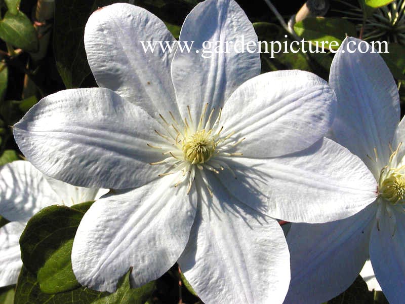 Clematis 'Shirayukihime'