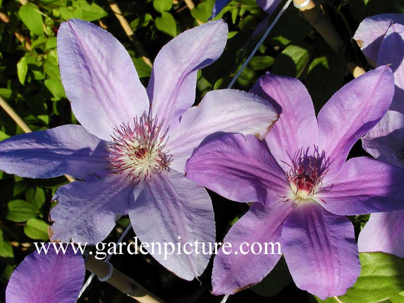 Clematis 'Sympatia'