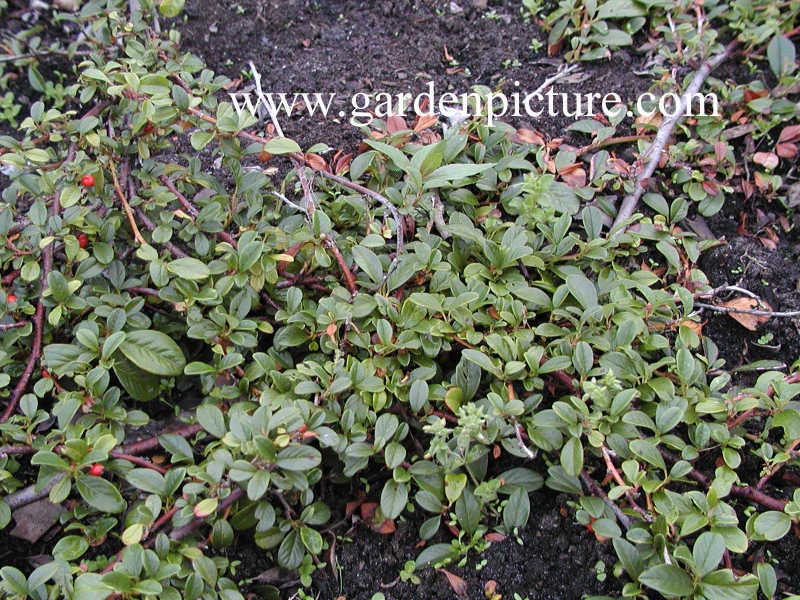 Cotoneaster dammeri 'Major'