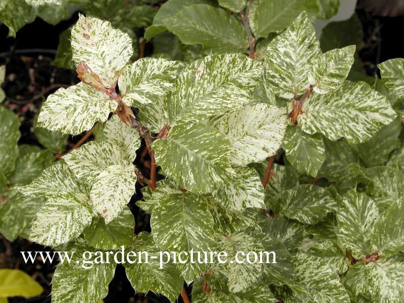 Fagus sylvatica 'Marmorata'