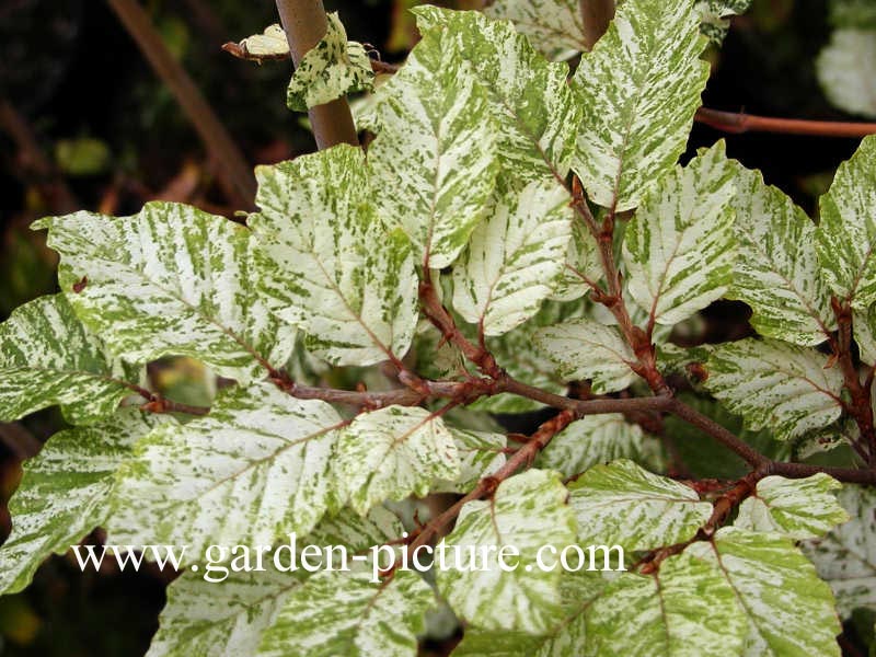 Fagus sylvatica 'Marmorata'