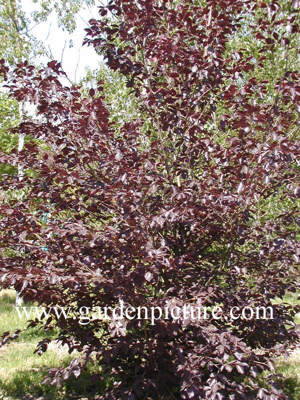 Fagus sylvatica 'Spaethiana'