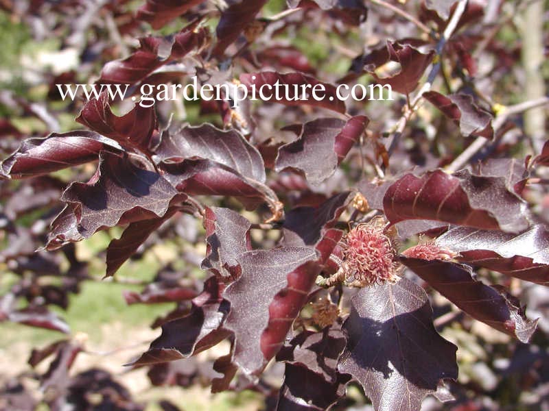 Fagus sylvatica 'Spaethiana'