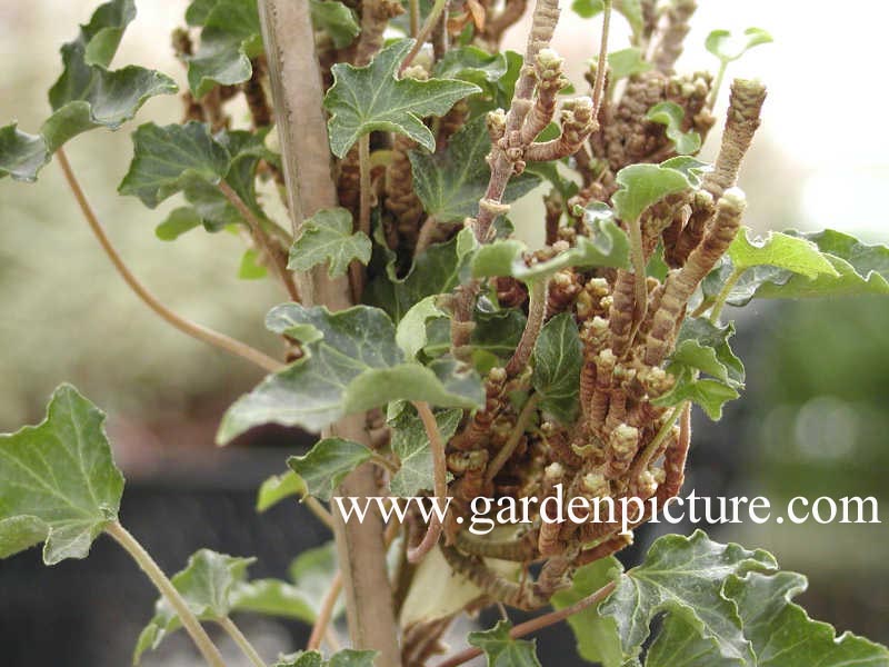 Hedera helix 'Ivalace'