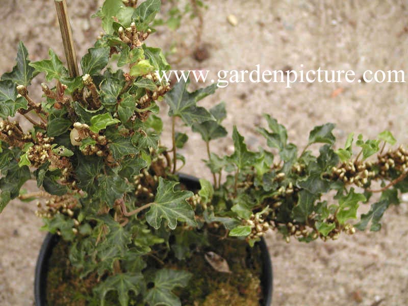 Hedera helix 'Ivalace'