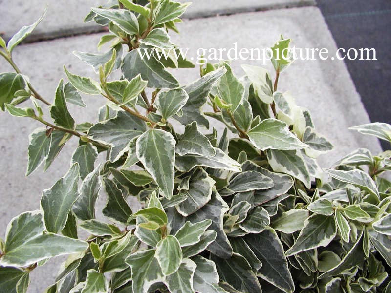 Hedera helix 'Little Diamond' (65184)