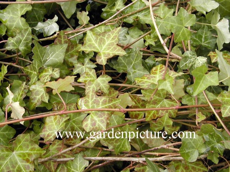 Hedera helix 'Thorndale'