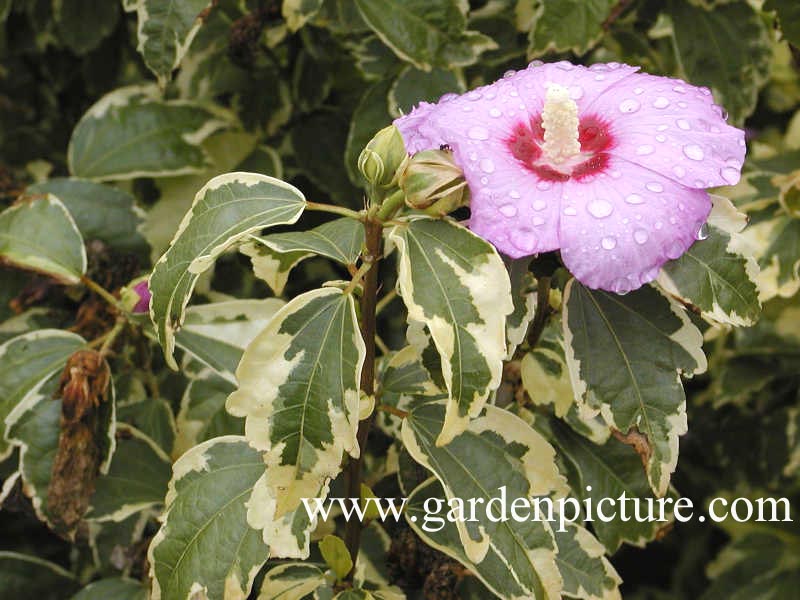 Hibiscus syriacus 'Meehanii'