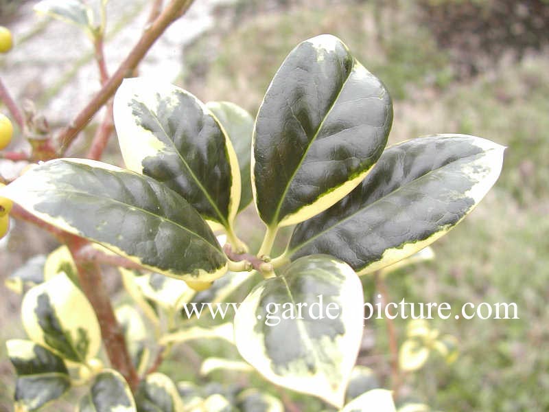 Ilex aquifolium 'Golden van Tol'