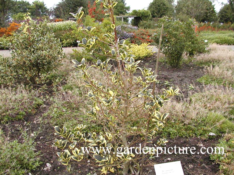 Ilex aquifolium 'Golden van Tol'