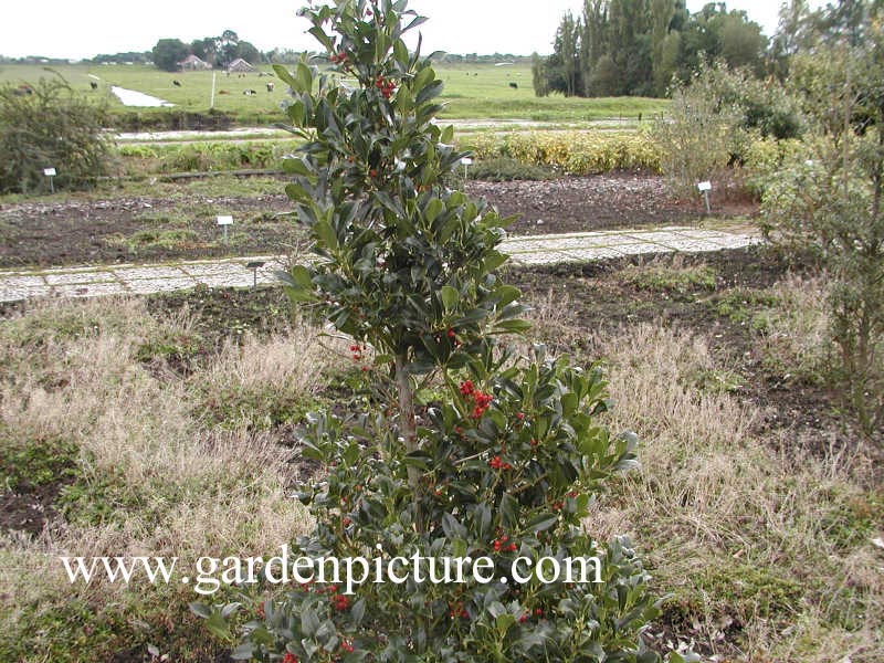 Ilex aquifolium 'Pyramidalis'