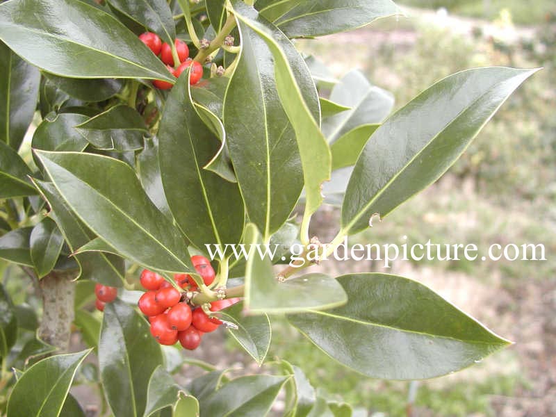 Ilex aquifolium 'Pyramidalis'